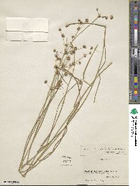 Juncus subcaudatus image