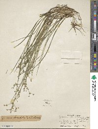 Juncus subcaudatus image