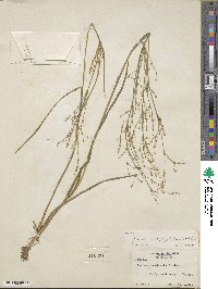 Juncus subcaudatus image