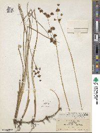 Juncus nevadensis image