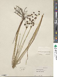 Juncus nevadensis image