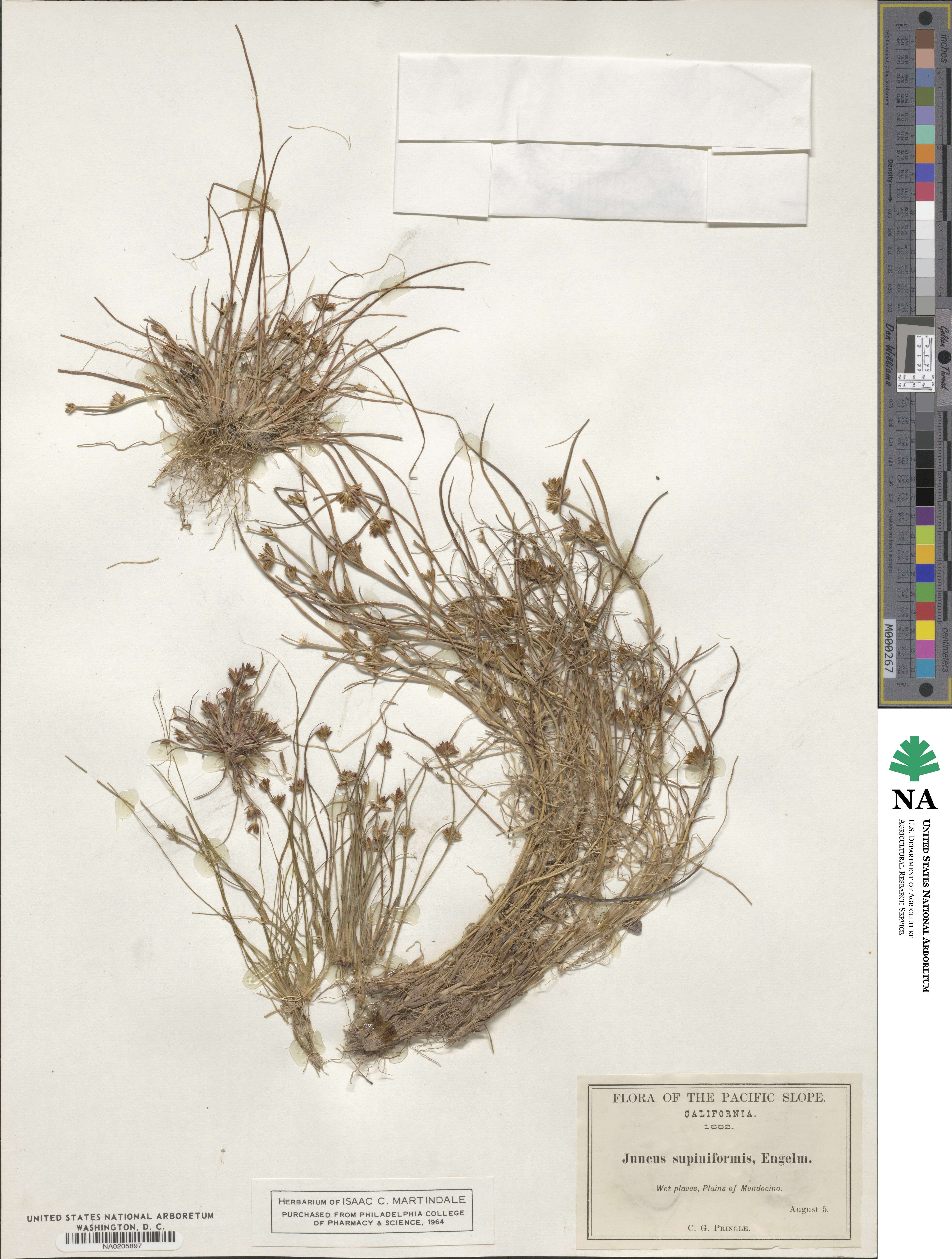 Juncus supiniformis image