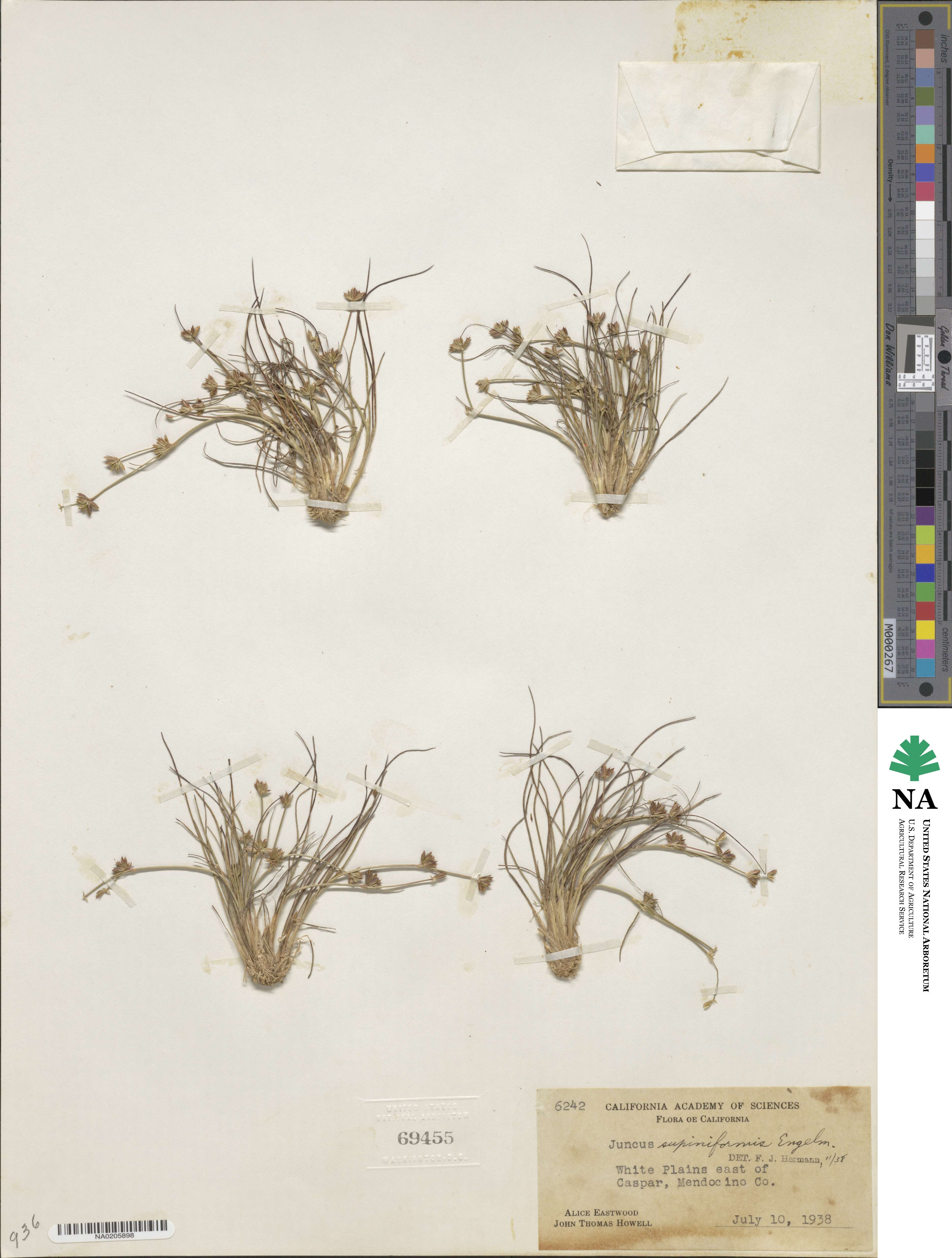 Juncus supiniformis image