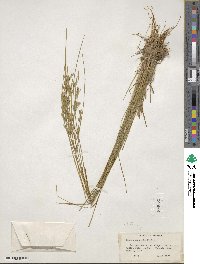 Juncus tenuis image