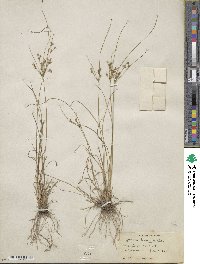 Juncus tenuis image