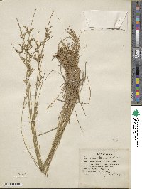 Juncus tenuis image