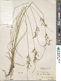 Juncus tenuis image