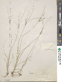 Juncus tenuis image