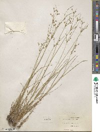 Juncus tenuis image