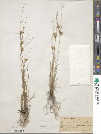 Juncus tenuis image