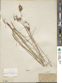 Juncus tenuis image