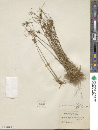 Juncus tenuis image