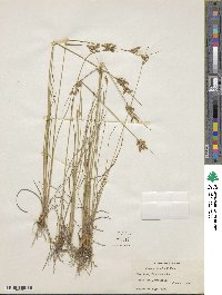 Juncus tenuis image