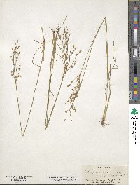 Juncus tenuis image