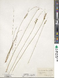 Juncus tenuis image