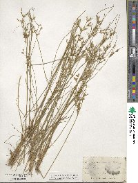 Juncus tenuis image