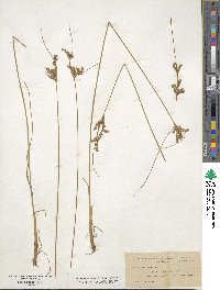 Juncus tenuis image