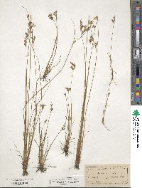 Juncus tenuis image