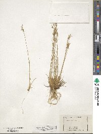 Juncus tenuis image