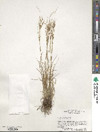 Juncus tenuis image