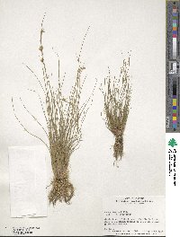 Juncus tenuis image