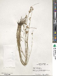 Juncus tenuis image