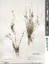 Juncus tenuis image