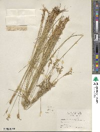 Juncus tenuis image