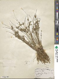 Juncus tenuis image