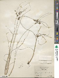 Juncus tenuis image