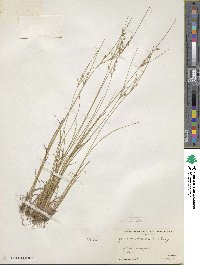 Juncus tenuis image