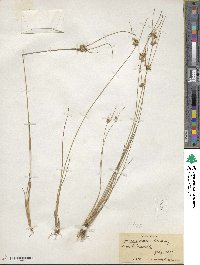 Juncus tenuis image