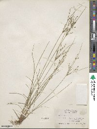 Juncus tenuis image