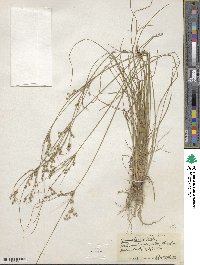 Juncus tenuis image