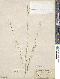 Juncus tenuis image