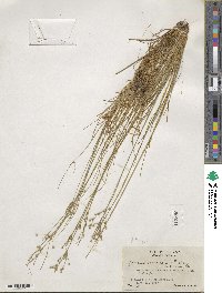 Juncus tenuis image