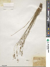 Juncus tenuis image