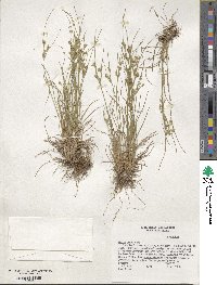 Juncus tenuis image