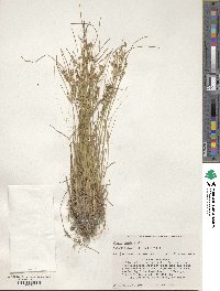 Juncus tenuis image