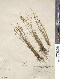 Juncus tenuis image