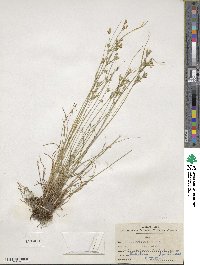 Juncus tenuis image