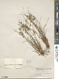 Juncus tenuis image