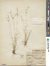 Juncus tenuis image