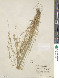 Juncus tenuis image