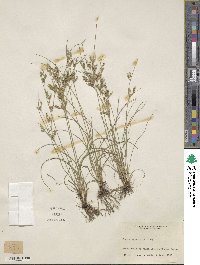 Juncus tenuis image