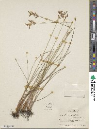 Juncus tenuis image