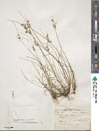 Juncus tenuis image