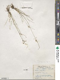 Juncus tenuis image