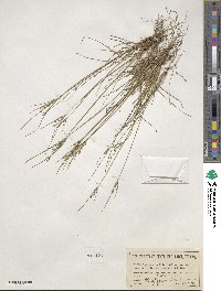 Juncus tenuis image