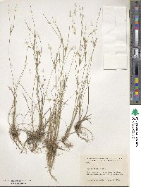 Juncus tenuis image